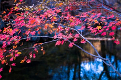 绿巨人app现在叫什么界面展示